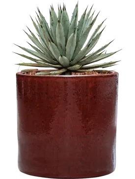 Agave macroacantha in Cylinder Office Plant With Pot 41cm Height 26cm Dia
