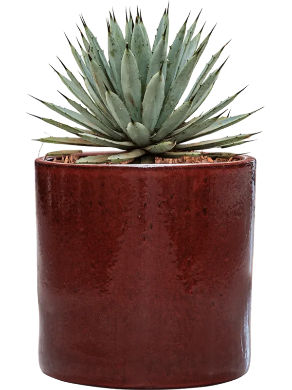 Agave macroacantha in Cylinder Office Plant With Pot 41cm Height 26cm Dia