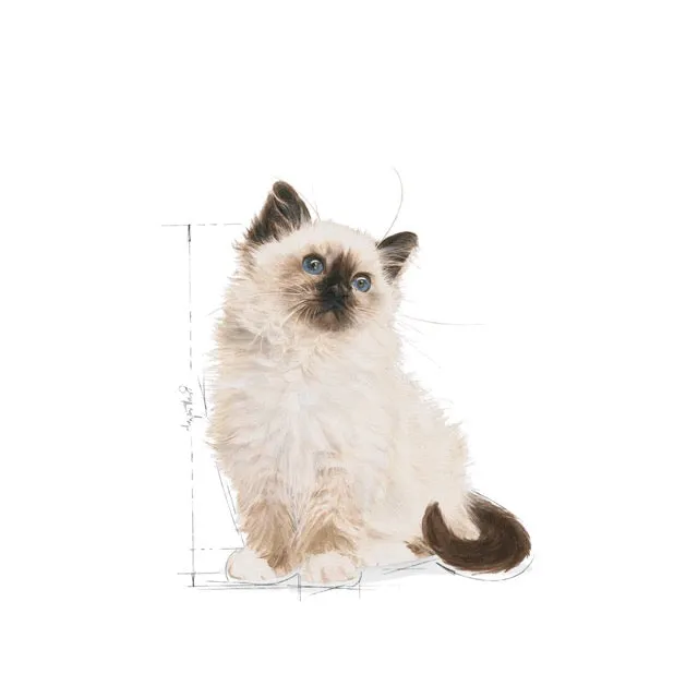 Royal Canin Kitten Gravy